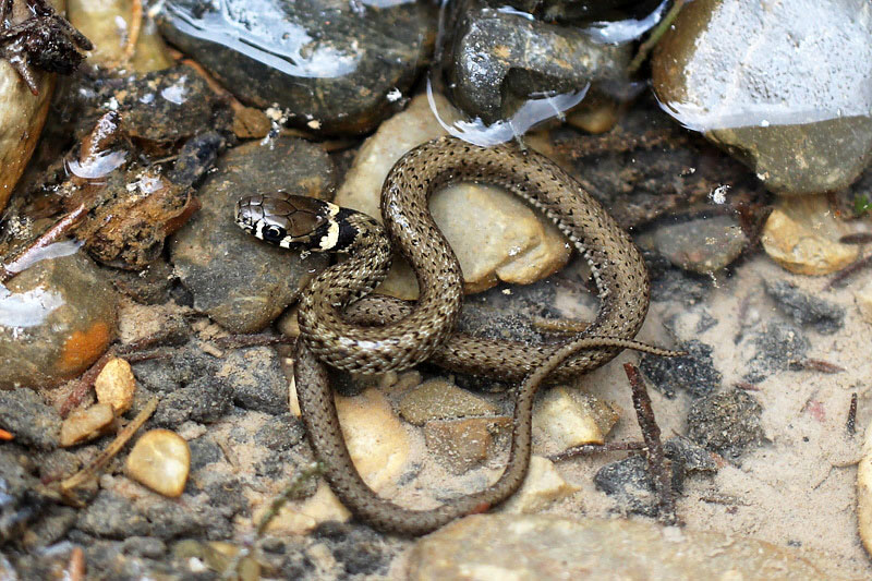 Biscia dal collare (natrix-natrix)